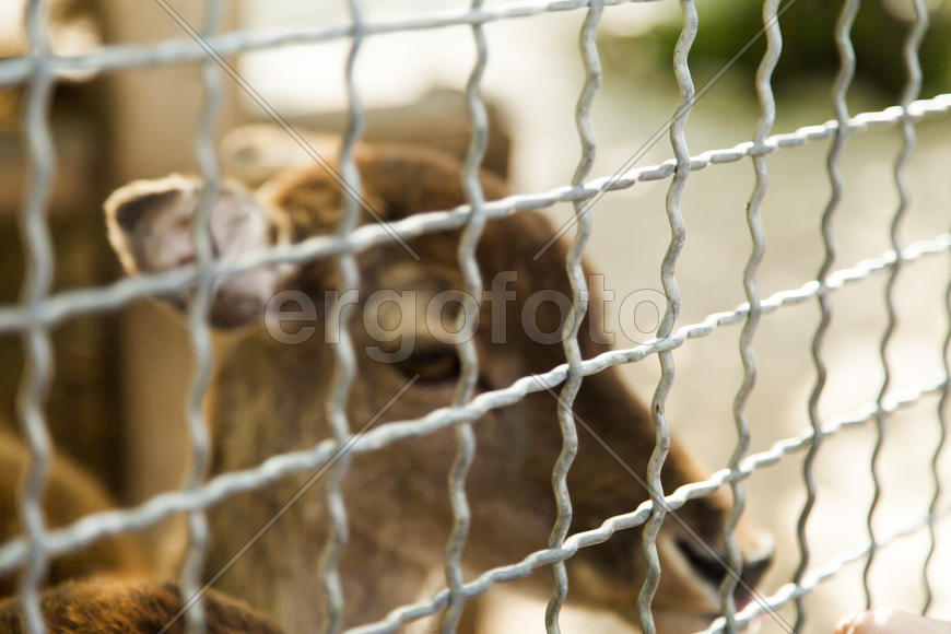 The deer in a cage very much grieves for free life