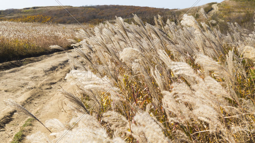 The grass on the field dried up in late autumn