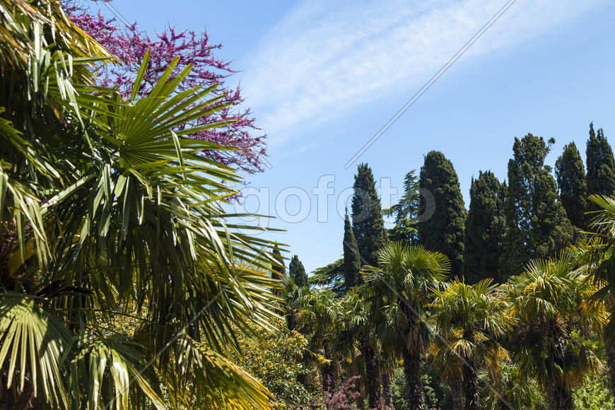Palm trees and cypresses grow in the South and are pleasing to the eye beauty