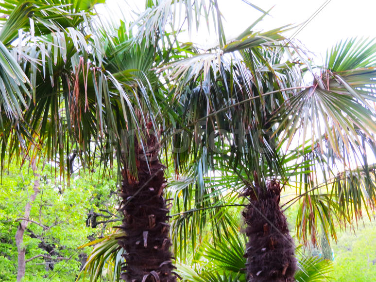 Palm trees grow in park on pleasure to people at the southern sea