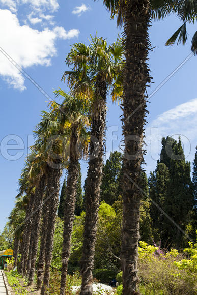 Palm trees and cypresses grow in the South and are pleasing to the eye beauty