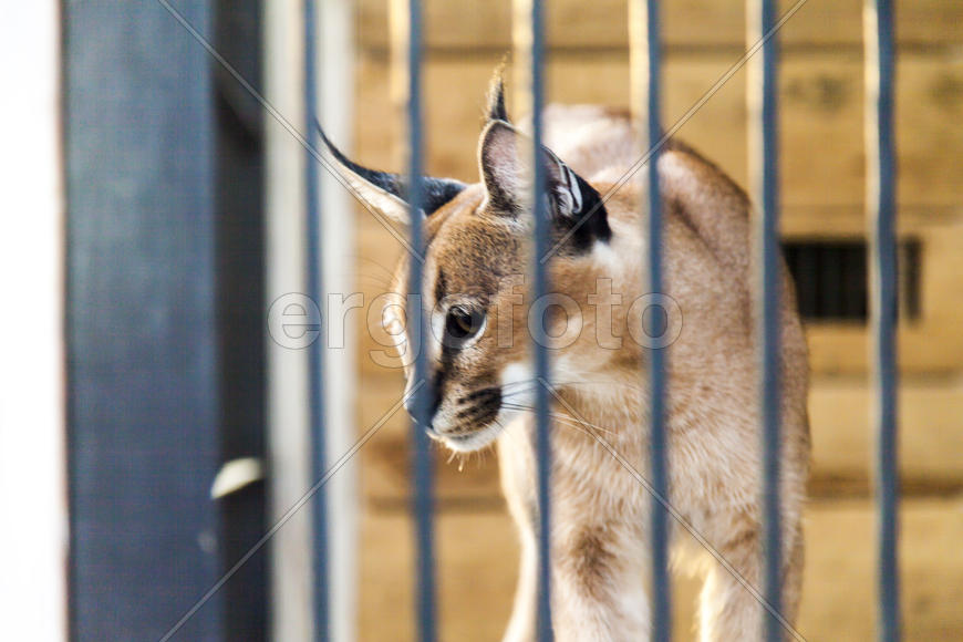 The wild cat in a cage waits for the careless victim