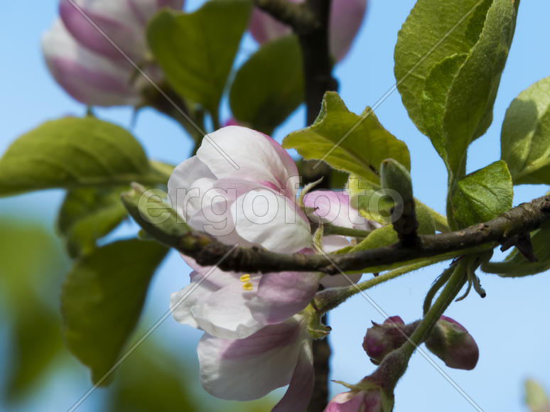 The blossoming apple-tree is going to bring apples in the fall