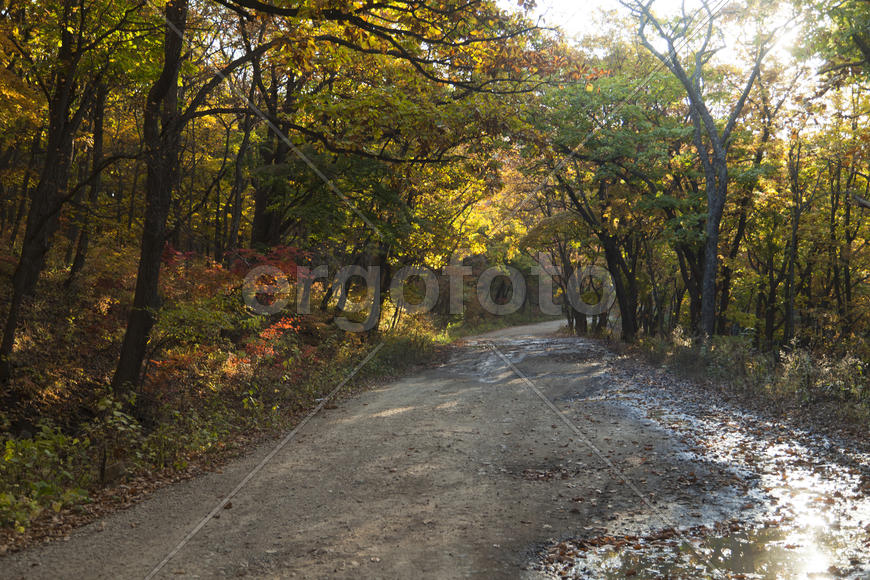 Autumn forest colorful stands in the last days of autumn