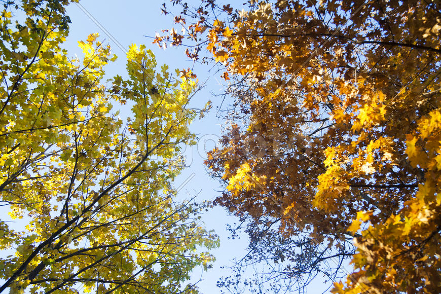 Autumn forest colorful stands in the last days of autumn