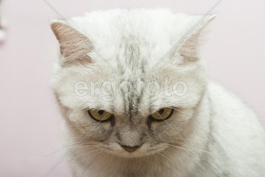 The big gray cat looks with self-respect