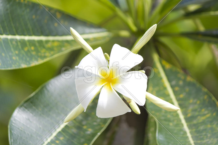 Beautiful tropical flowers blossom and smell on pleasure to people