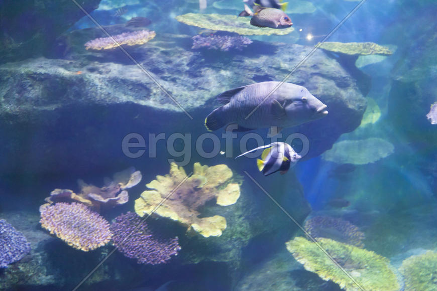 Fishes in an aquarium float in search of a forage