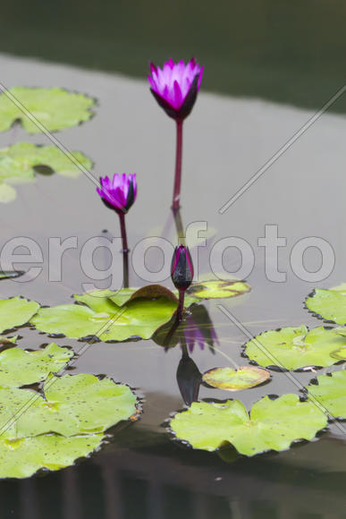 Water-lilies in a pond blossom in the different flowers on pleasure to people