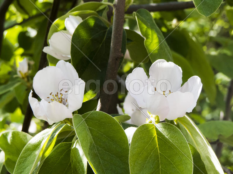 Spring flowers blossom on pleasure to people in the spring