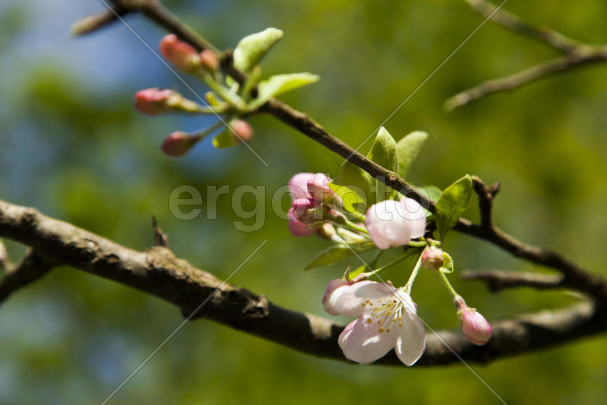 The blossoming apple-tree pleases people in the flowers and future apples