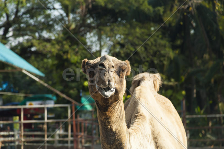 The camel in a zoo looks down on people and wants to spit