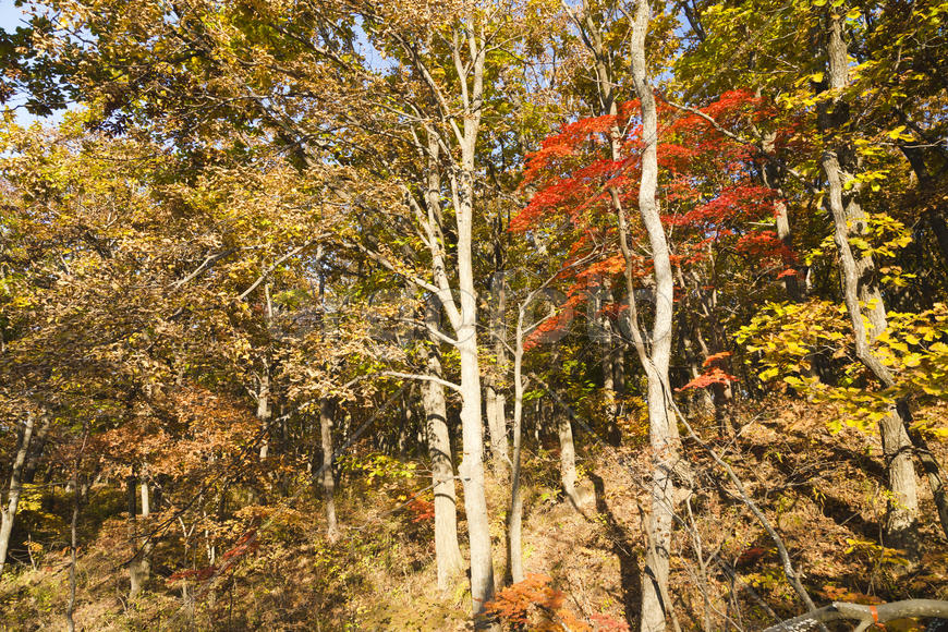 Autumn forest colorful stands in the last days of autumn