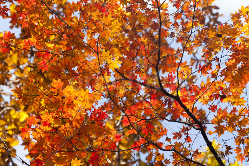 The autumn wood waiting for winter is pleasing to the eye rich paints