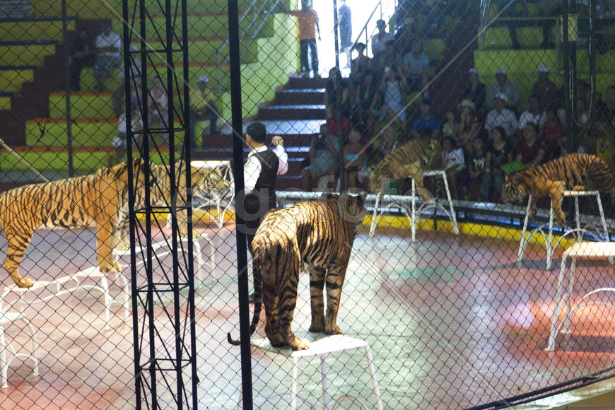 Tigers in circus vigorously act under teams of the trainer