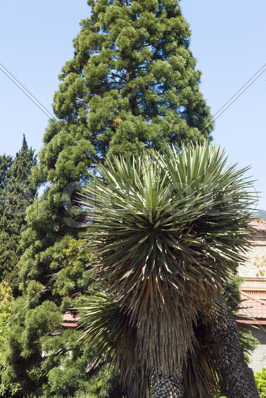 Palm trees and cypresses grow in the South and are pleasing to the eye beauty