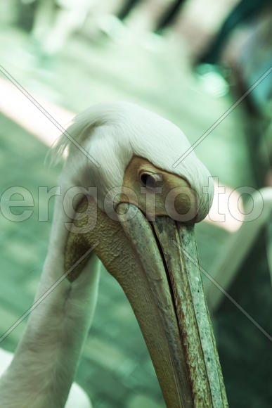 The pelican looks a furtive look at people