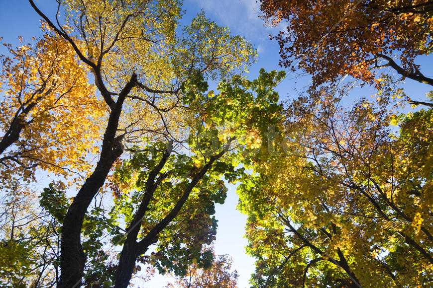 Autumn forest colorful stands in the last days of autumn