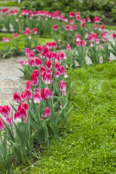 Tulips blossom on a bed in any weather and please people with beauty