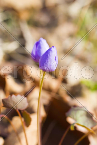 The first spring flowers are pleasing to the eye in the spring wood