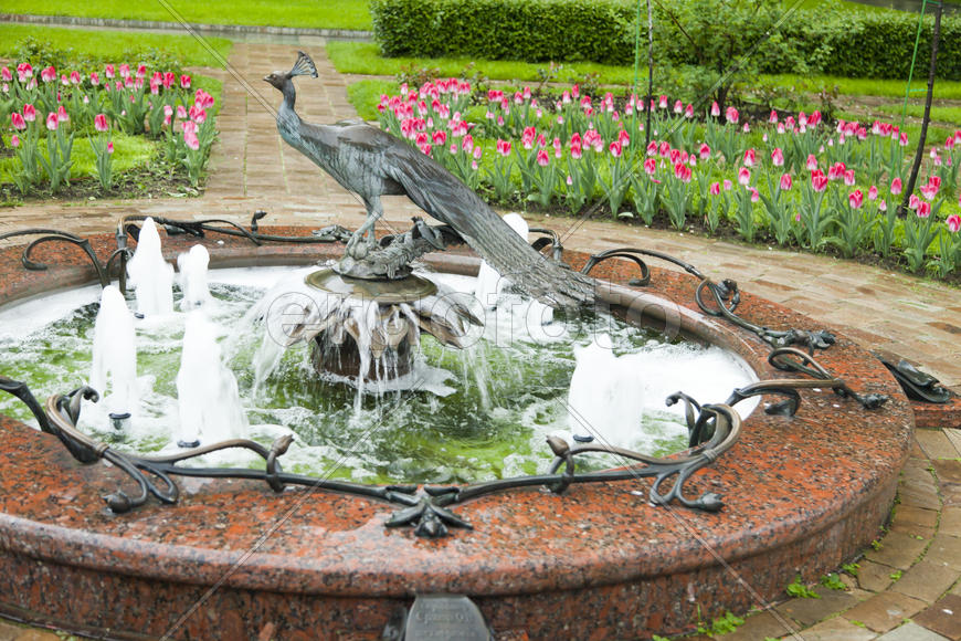 The beautiful fountain in an environment of the blossoming tulips