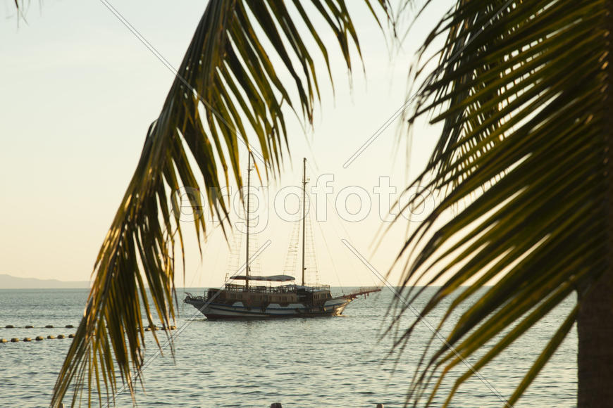 Palm trees grow on pleasure to the people having a rest and bathing ashore