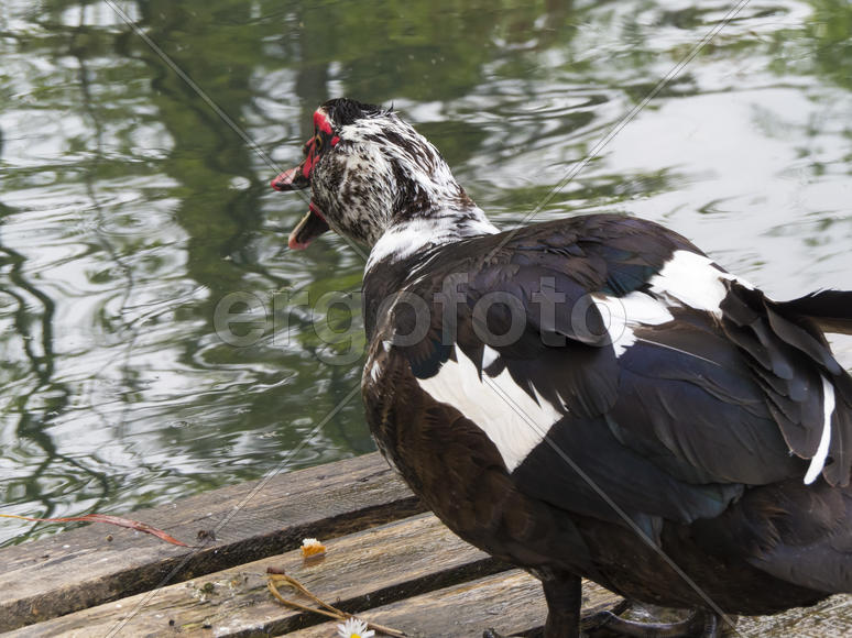 The duck at water looks where to find to eat