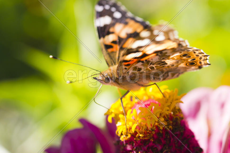 The butterfly on a flower collecting nectar on a bright sunny day