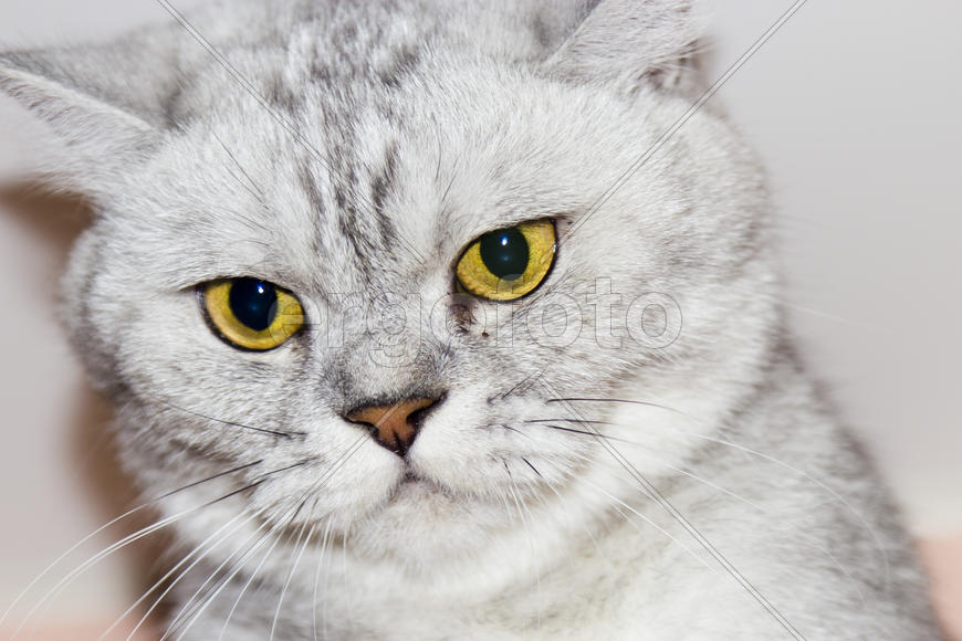 Big gray cat looking directly at the camera