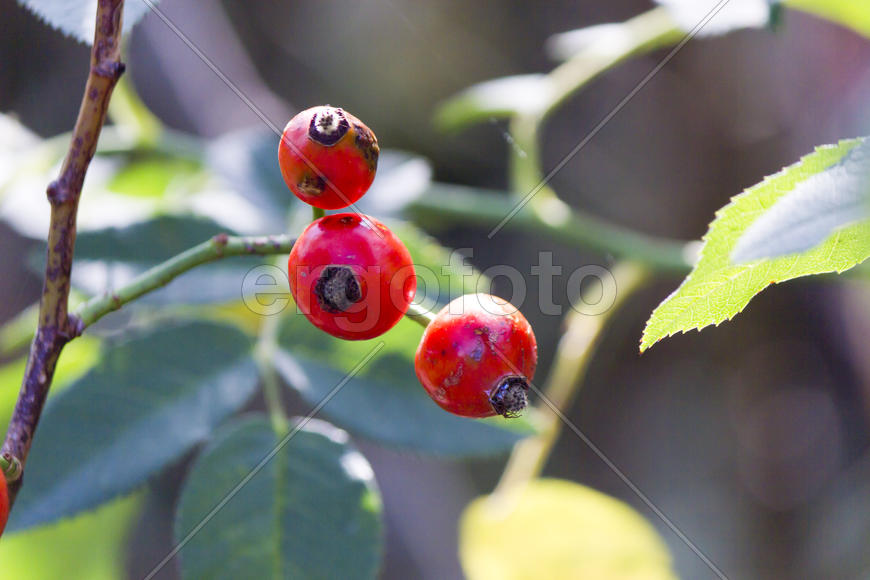 Autumn berries grow in the joy of the people in the bright light of the sun