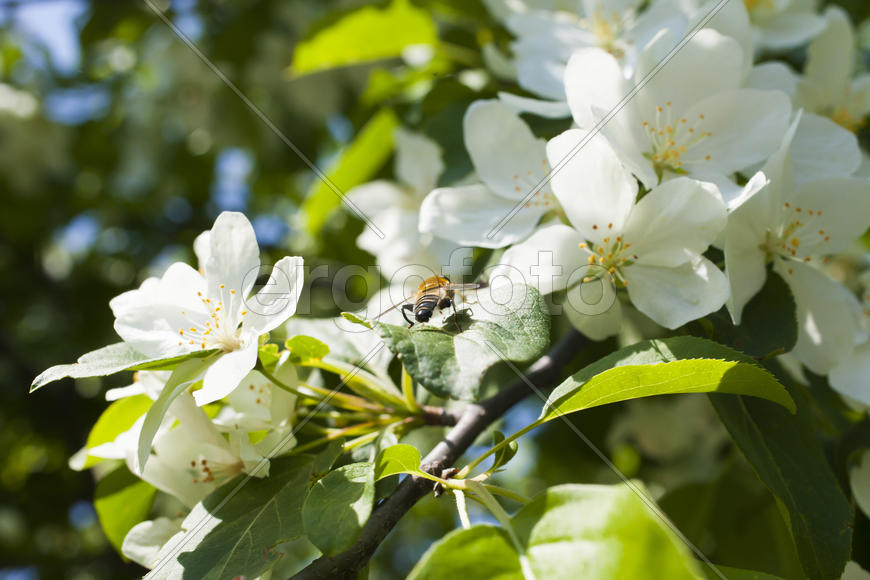 Beautiful spring flowers are pleasing to the eye beauty and tenderness