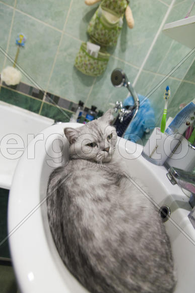 The gray cat in a sink lies and dreams of something