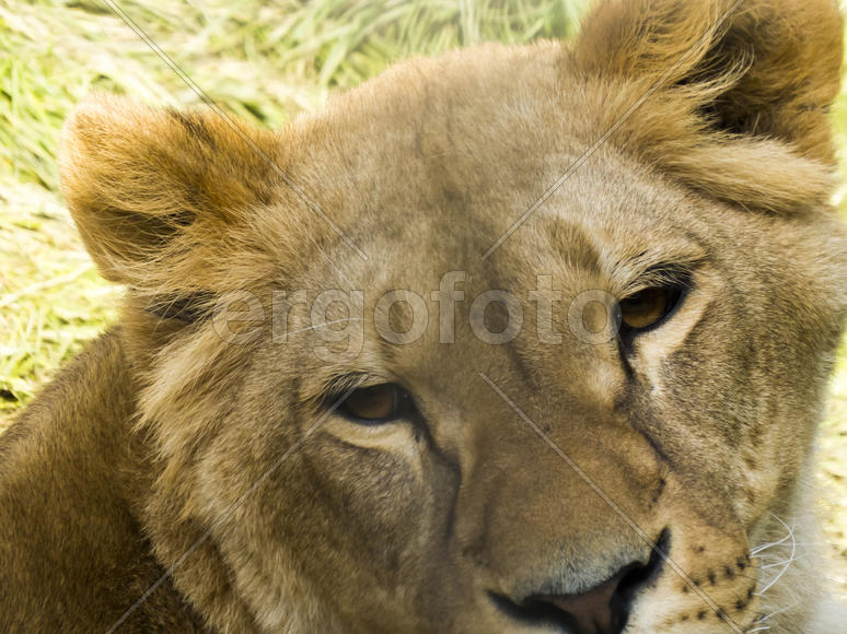 The adult lion waits the production to eat