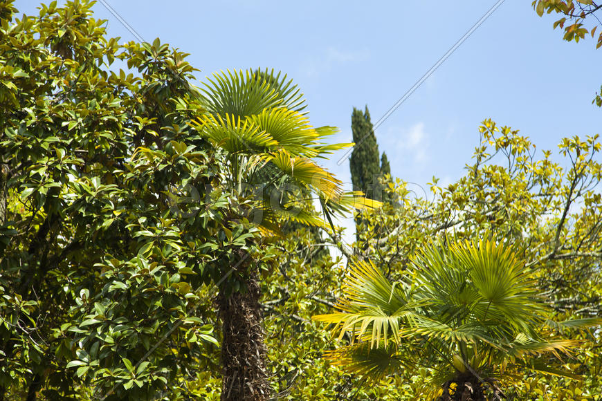 Palm trees and cypresses grow in park of the southern city on pleasure to people