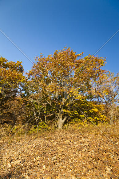 Autumn forest colorful stands in the last days of autumn