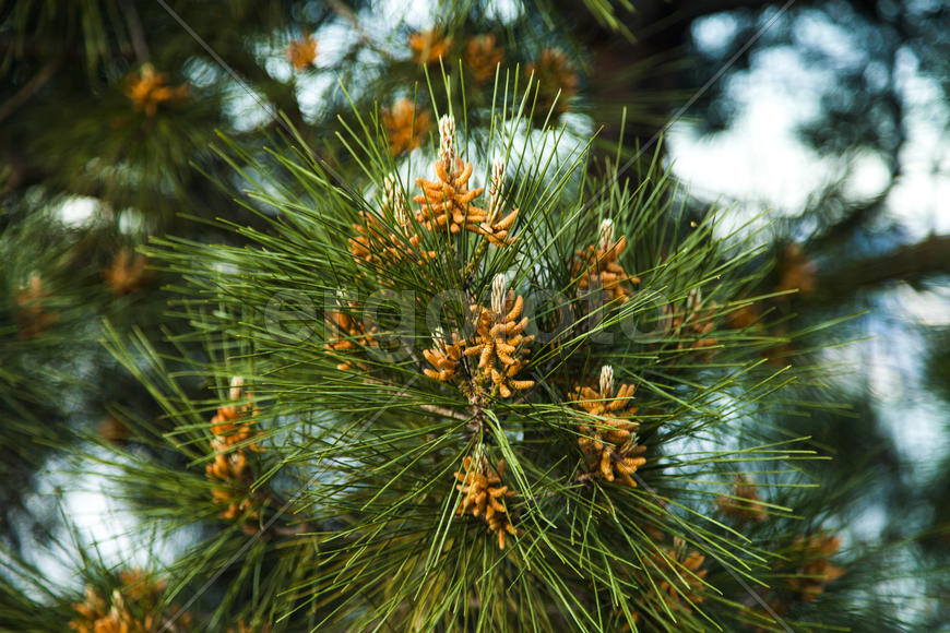 The southern pine started raising the small cones in the spring