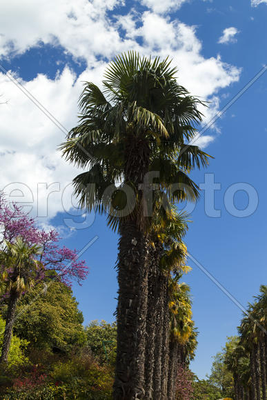 Palm trees and cypresses grow in the South and are pleasing to the eye beauty