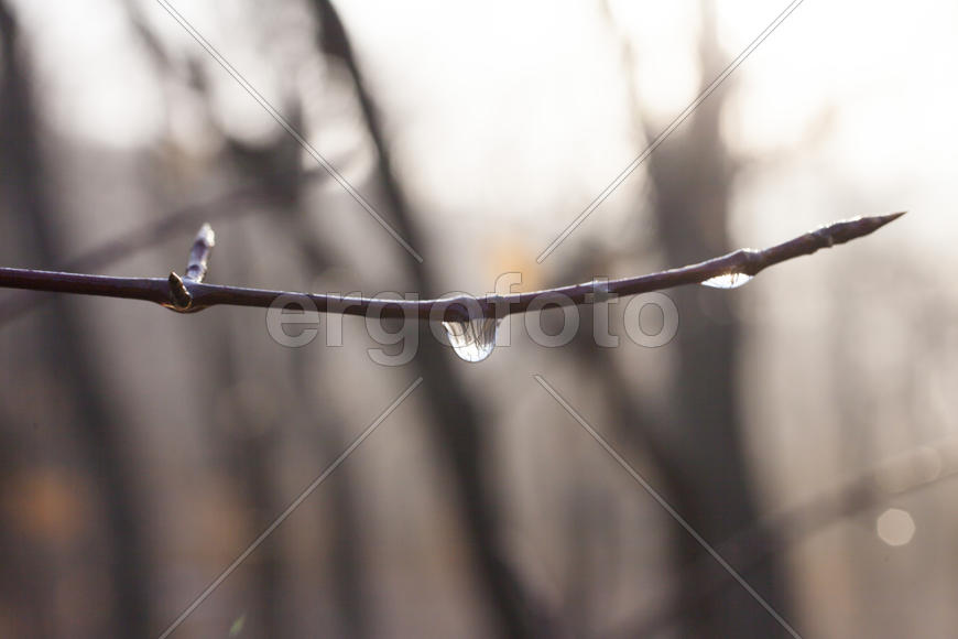 The drop after the settled fog reflects the surrounding wood in a branch