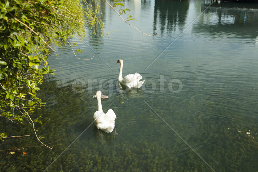 Swans in a pond float in search of food and pose for photographers