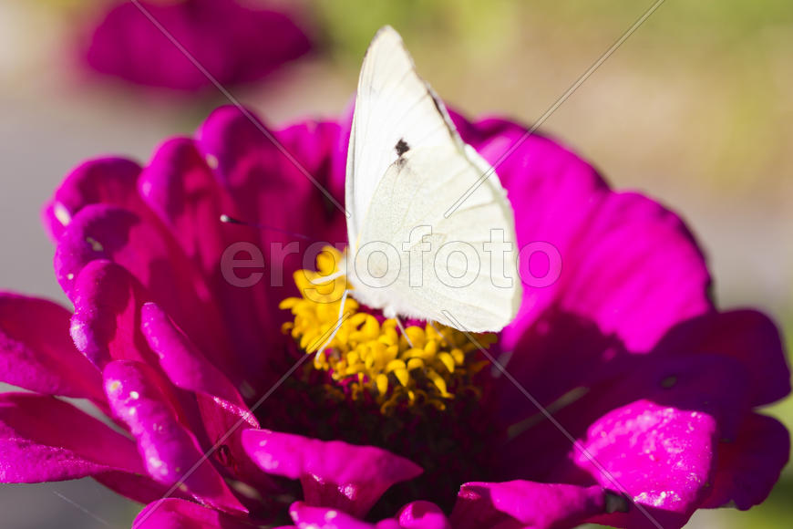 The butterfly on a flower collecting nectar on a bright sunny day