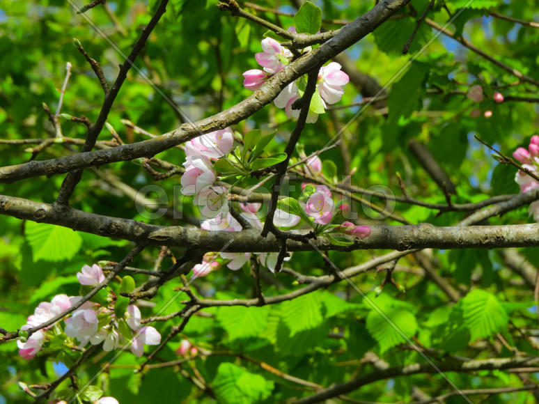 The blossoming apple-tree is going to bring apples in the fall