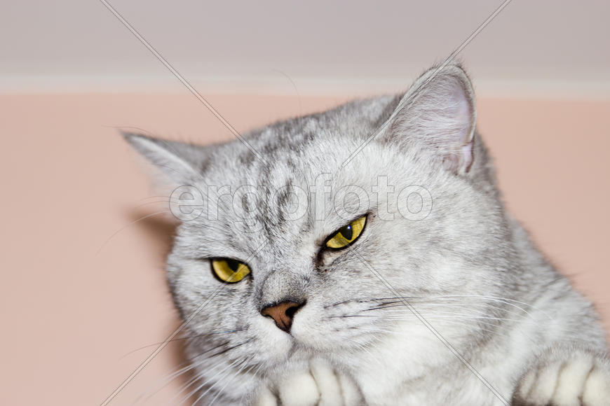 Big gray cat looking directly at the camera