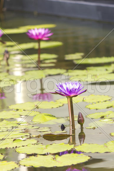 Water-lilies in a pond blossom in the different flowers on pleasure to people