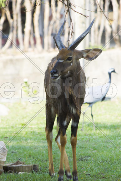 The antelope on walk bypasses the possession in search of food