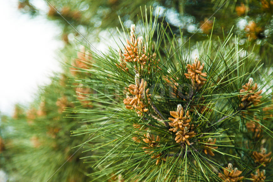 The southern pine started raising the small cones in the spring