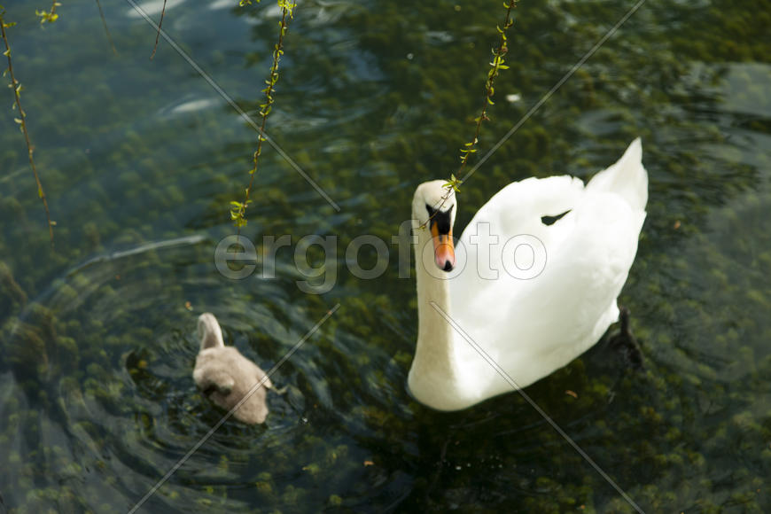 Swans in a pond float in search of food and pose for photographers