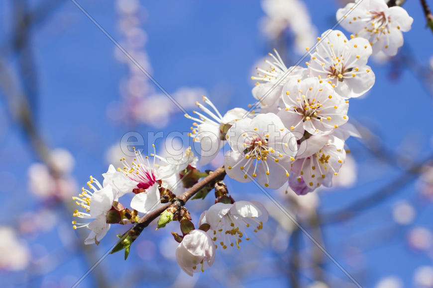 Flowers on a fruit tree are pleasing to the eye and give hope for a big harvest