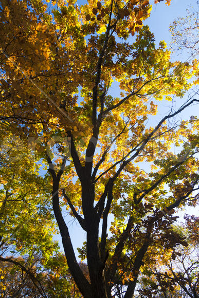 Autumn forest colorful stands in the last days of autumn