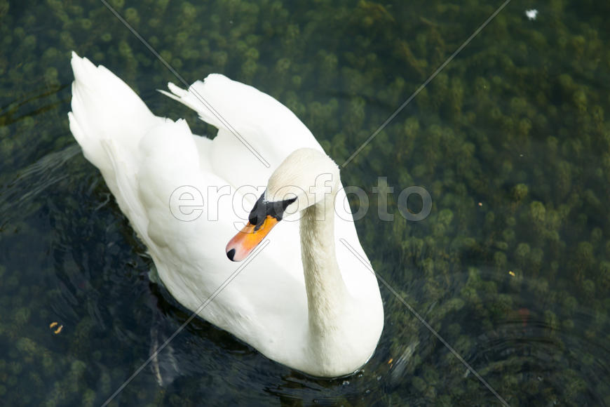 Swans in a pond float in search of food and pose for photographers