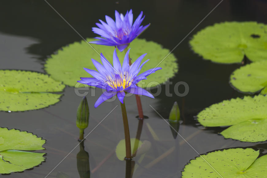 Water-lilies in a pond blossom in the different flowers on pleasure to people